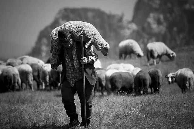 O poveste cu oi și ciobani